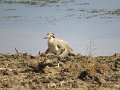 G (76) Great Stone Curlew - Yala NP